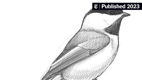 drawing pictures of birds free download|Learn to Draw Birds with David Sibley .